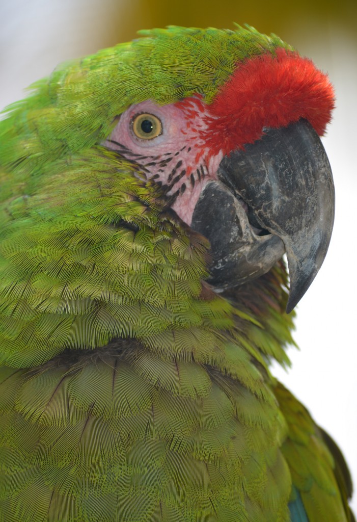 Pretty-Parrot